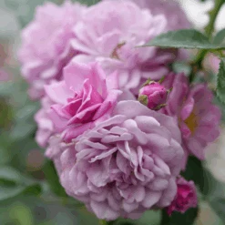 Rise Up Lilac Days™ Climbing Rose