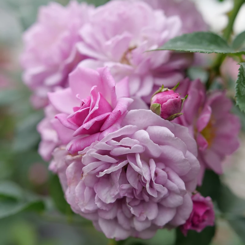 Rise Up Lilac Days™ Climbing Rose 1 Rise Up Lilac Days™ Climbing Rose