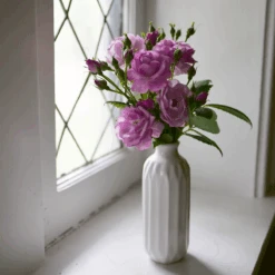 Rise Up Lilac Days™ Climbing Rose 8 Rise Up Lilac Days™ Climbing Rose -Great Garden Plants Sales Store RosaRiseUpLilacDaysP1173972 800x800 2fcb2d6