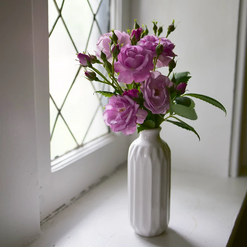 Rise Up Lilac Days™ Climbing Rose 4 Rise Up Lilac Days™ Climbing Rose - Image 4