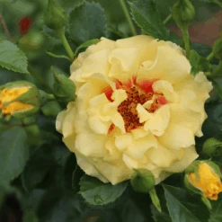Rise Up™ Ringo® Climbing Rose -Great Garden Plants Sales Store RosaRiseUpRingoIMG 1573 800x800 ee828f9