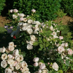 Flavorette Pear'd™ Rose -Great Garden Plants Sales Store Rosa Flavorette Peard DSC06970