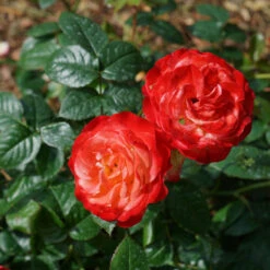 Oso Easy En Fuego™ Rose -Great Garden Plants Sales Store Rosa Oso Easy En Fuego DSC09030 1616x1080 64feaab