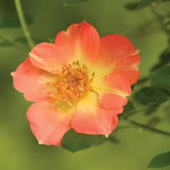 Oso Easy Paprika® Rose -Great Garden Plants Sales Store Rose Oso Easy Paprika 3 P