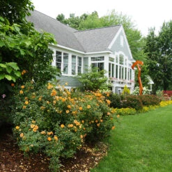 Oso Easy Paprika® Rose -Great Garden Plants Sales Store Rose Oso Easy Paprika 4 P