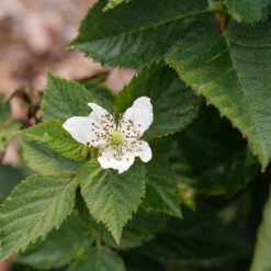 Taste Of Heaven™ Blackberry -Great Garden Plants Sales Store Rubus Taste of Heaven P1238088