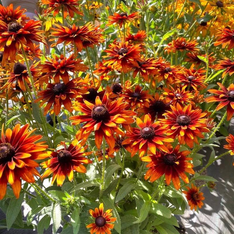 'Summer Sienna' Sweet Coneflower (Rudbeckia) 1 'Summer Sienna' Sweet Coneflower (Rudbeckia)