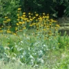 Giant Coneflower (Rudbeckia)