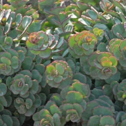 Succulent Ground Cover Collection -Great Garden Plants Sales Store SEDSI1Q 3