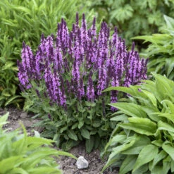 'Pink Profusion' Salvia -Great Garden Plants Sales Store Salvianemorosa PinkProfusion PP31435CPBRAF0001lowres