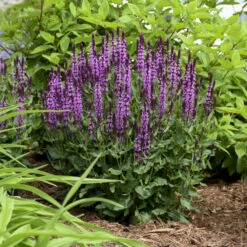 'Pink Profusion' Salvia -Great Garden Plants Sales Store Salvianemorosa PinkProfusion PP31435CPBRAF0003lowres