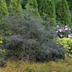 Black Lace® Elderberry -Great Garden Plants Sales Store Sambucus Black Lace 3 P d57d2790 77fc 4b00 8d64 337af5479821 sw