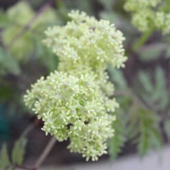 Lemony Lace® Elderberry -Great Garden Plants Sales Store Sambucus Lemony Lace 3 P