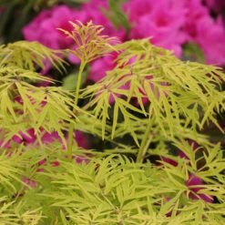 Lemony Lace® Elderberry -Great Garden Plants Sales Store Sambucus Lemony Lace 5 P