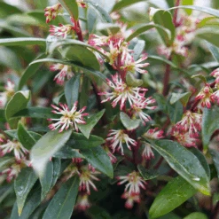 Sweet & Lo™ Sweet Box