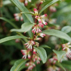 Sweet & Lo™ Sweet Box -Great Garden Plants Sales Store SarcococcaSweetLoP1140771 1080x1080 5ed8c60