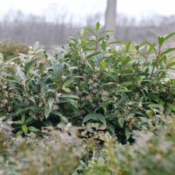 Sweet & Lo™ Sweet Box -Great Garden Plants Sales Store SarcococcaSweetLoP1140831 1080x1080 9a3d0f4