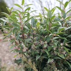 Sweet & Lo™ Sweet Box -Great Garden Plants Sales Store SarcococcaSweetLoP1150870 1080x1080 9ba8878