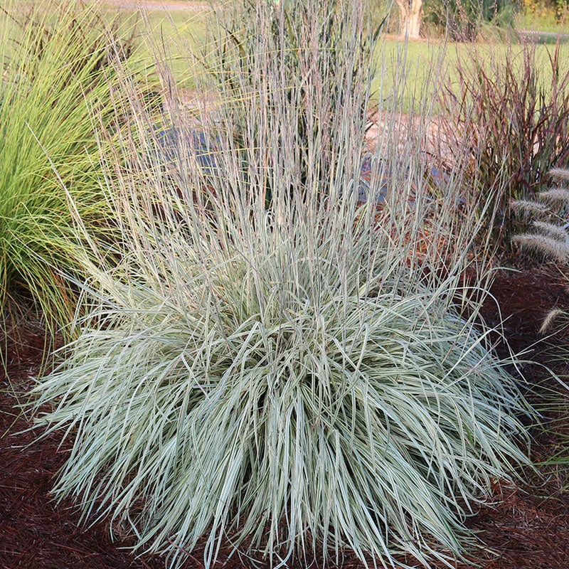 Shining Star™ Bluestem Grass 1 Shining Star™ Bluestem Grass