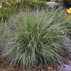 'Twilight Zone' Little Bluestem Grass -Great Garden Plants Sales Store Schizachyrium TwilightZone LittleBluestem