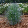 'Twilight Zone' Little Bluestem Grass