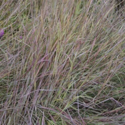'Twilight Zone' Little Bluestem Grass -Great Garden Plants Sales Store Schizachyrium TwilightZone LittleBluestem 3