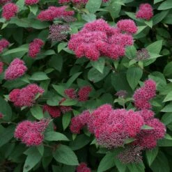 Double Play® Red Spirea -Great Garden Plants Sales Store Spiraea Double Play Red 3 P sw