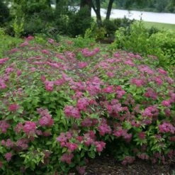 Double Play® Red Spirea -Great Garden Plants Sales Store Spiraea Double Play Red 4 P sw