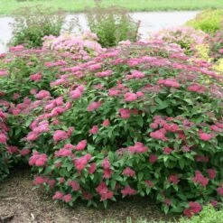 Double Play® Red Spirea -Great Garden Plants Sales Store Spiraea Double Play Red 5 P sw