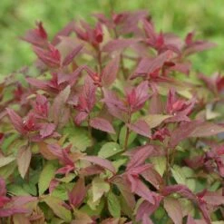 Double Play® Red Spirea -Great Garden Plants Sales Store Spiraea Double Play Red 6 P sw