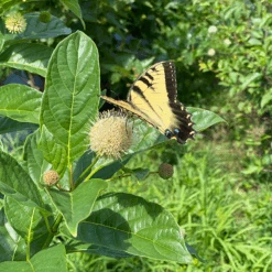 Sugar Shack® Buttonbush 8 Sugar Shack® Buttonbush -Great Garden Plants Sales Store SugarShackFlowers3