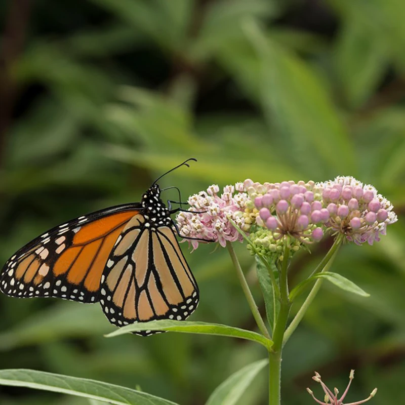 'Cinderella' Swamp Milkweed 1 'Cinderella' Swamp Milkweed