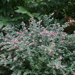 Proud Berry® Coralberry -Great Garden Plants Sales Store Symphoricarpos Proud Berry 3