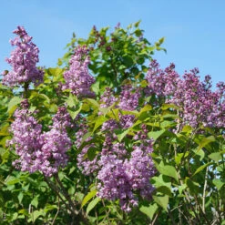Scentara® Double Blue Lilac -Great Garden Plants Sales Store Syringa Scentara Double Blue 3 P