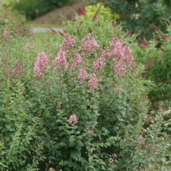 Bloomerang Ballet™ Lilac -Great Garden Plants Sales Store SyringaBloomerangBalletDSC09297 800x800 17c1303