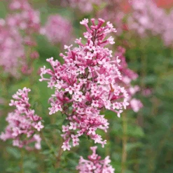Bloomerang Ballet™ Lilac -Great Garden Plants Sales Store SyringaBloomerangBalletP1228473 800x800 fbfc2eb