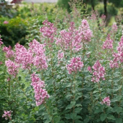 Bloomerang Ballet™ Lilac -Great Garden Plants Sales Store SyringaBloomerangBalletP1228477 800x800 7aa93c2