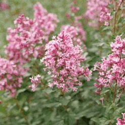 Bloomerang Ballet™ Lilac