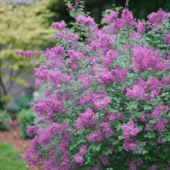 Bloomerang® Dark Purple Reblooming Lilac