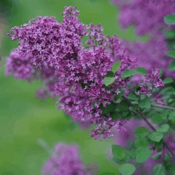 Bloomerang® Dark Purple Reblooming Lilac -Great Garden Plants Sales Store SyringaBloomerangDarkPurpleDSC03180 800x800 64476ad