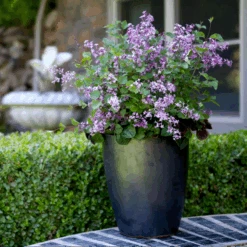 Bloomerang® Dark Purple Reblooming Lilac -Great Garden Plants Sales Store SyringaBloomerangDarkPurpleIMG 8948 800x800 b73a99c