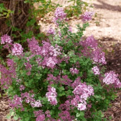 Bloomerang® Purpink™ Lilac -Great Garden Plants Sales Store SyringaBloomerangPurpinkP1162690 1080x1080 307228c 620d74b8 455b 458c 8976 ec393ba1fca6