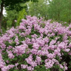 Bloomerang® Purpink™ Lilac
