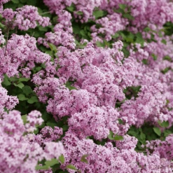 Bloomerang® Purpink™ Lilac -Great Garden Plants Sales Store SyringaBloomerangPurpinkP1173775 1080x1080 2bc730b 8740d8cd fcf7 4039 8c7c dec9ed16072e