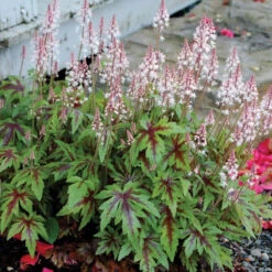 'Sugar & Spice' Foamflower -Great Garden Plants Sales Store TIASS1Q 1