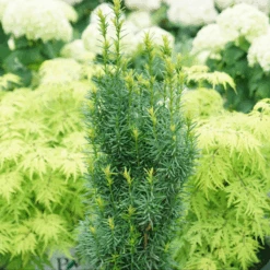 Stonehenge Skinny® Yew -Great Garden Plants Sales Store TaxusStonehengeSkinnyDSC00077 800x800 01d2072