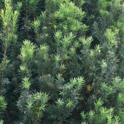 Stonehenge® Yew -Great Garden Plants Sales Store Taxus Stonehenge 3