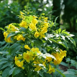 Chicklet™ Gold Trumpet Bush -Great Garden Plants Sales Store TecomaChickletGoldP1072176 800x800 ee6a705