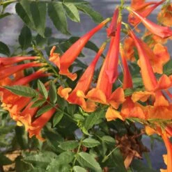Chicklet™ Orange Trumpet Bush -Great Garden Plants Sales Store TecomaChickletOrangeIMG 2119