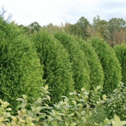 Cheer Drops™ Arborvitae -Great Garden Plants Sales Store ThujaCheerDropsDSC03232LR sw